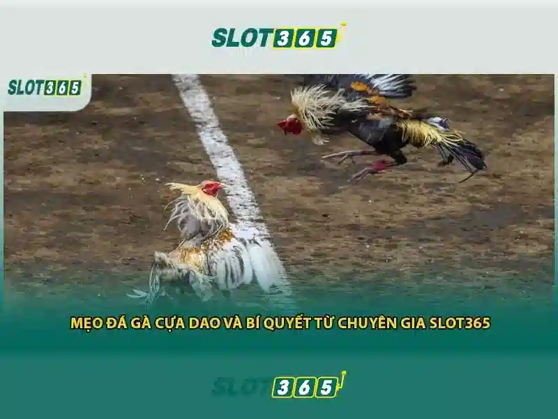 Các sản phẩm và dịch vụ của slot365